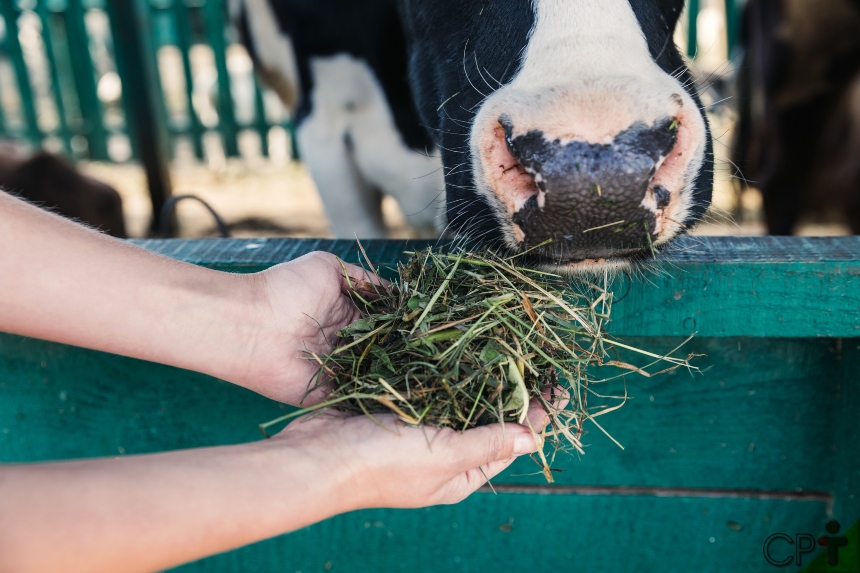 O desafio de todo pecuarista? Alimentação de vacas leiteiras no parto e pós-parto CPT O desafio de todo pecuarista? Alimentação de vacas leiteiras no parto e pós-parto CPT