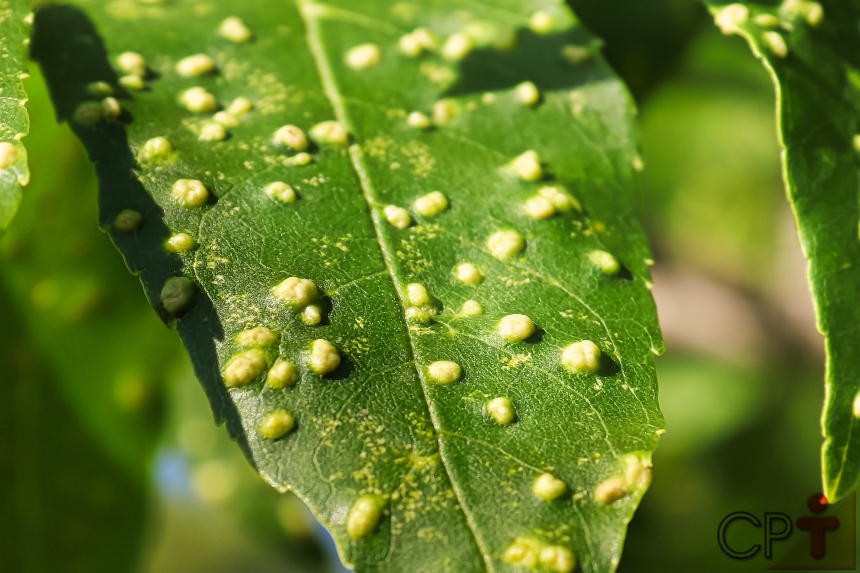 Análise de tecido foliar na aplicação econômica de adubos Artigos CPT Análise de tecido foliar na aplicação econômica de adubos Artigos CPT