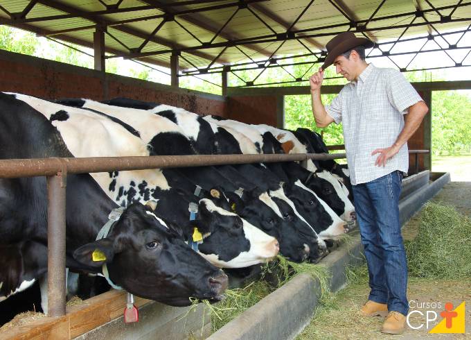 Gado leiteiro: vantagens e desvantagens do confinamento free-stall