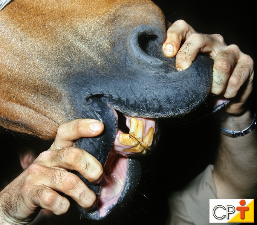 Odontologia equina: desordens de desenvolvimento craniofaciais Artigos CPT Odontologia equina: desordens de desenvolvimento craniofaciais Artigos CPT