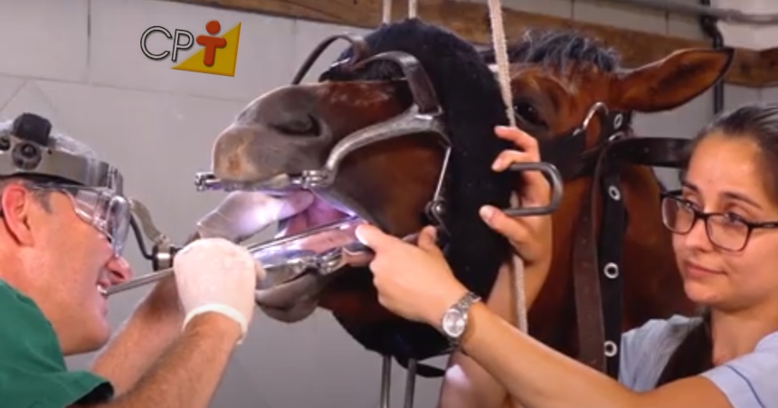 Odontologia equina: técnica de oroscopia Dicas CPT Odontologia equina: técnica de oroscopia Dicas CPT