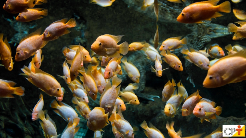 Um pouco mais sobre a reprodução de peixes ornamentais em cativeiro Artigos CPT Um pouco mais sobre a reprodução de peixes ornamentais em cativeiro Artigos CPT