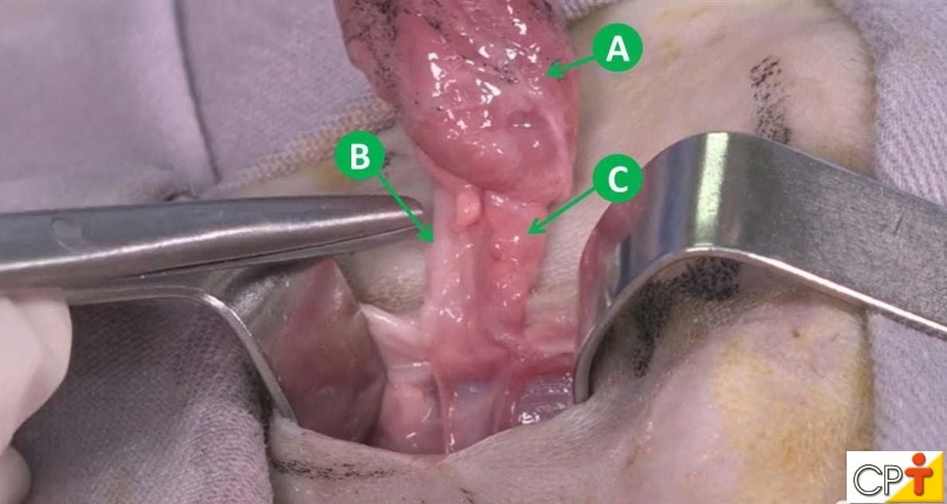 (A) Glândula Mandibular; (B) Ducto; (C) Glândula sublingual Artigos CPT (A) Glândula Mandibular; (B) Ducto; (C) Glândula sublingual Artigos CPT