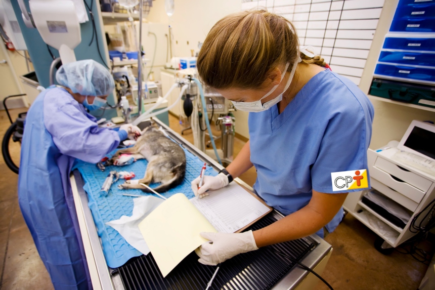 Tricotomia em cães e gatos: o que o veterinário deve fazer? Artigos CPT Tricotomia em cães e gatos: o que o veterinário deve fazer? Artigos CPT