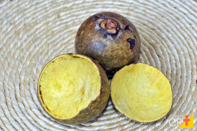 Dicas essenciais para plantar macaúba Dicas essenciais para plantar macaúba