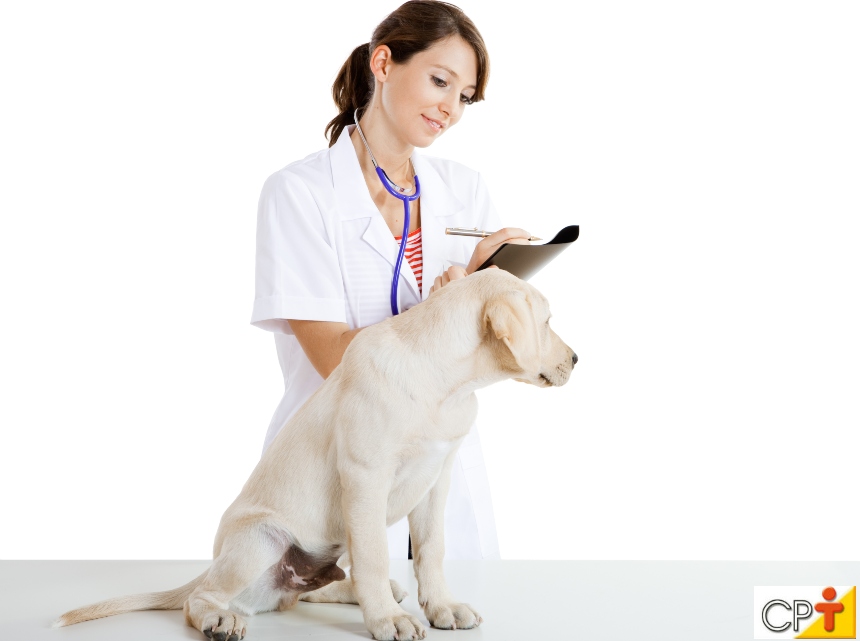 Fisioterapia e reabilitação animal: quando dar alta ao paciente? Dicas CPT Fisioterapia e reabilitação animal: quando dar alta ao paciente? Dicas CPT