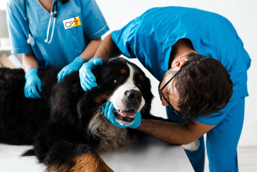 Estudando anatomia veterinária? Entenda a interpretação de fórmulas dentárias   Artigos CPT