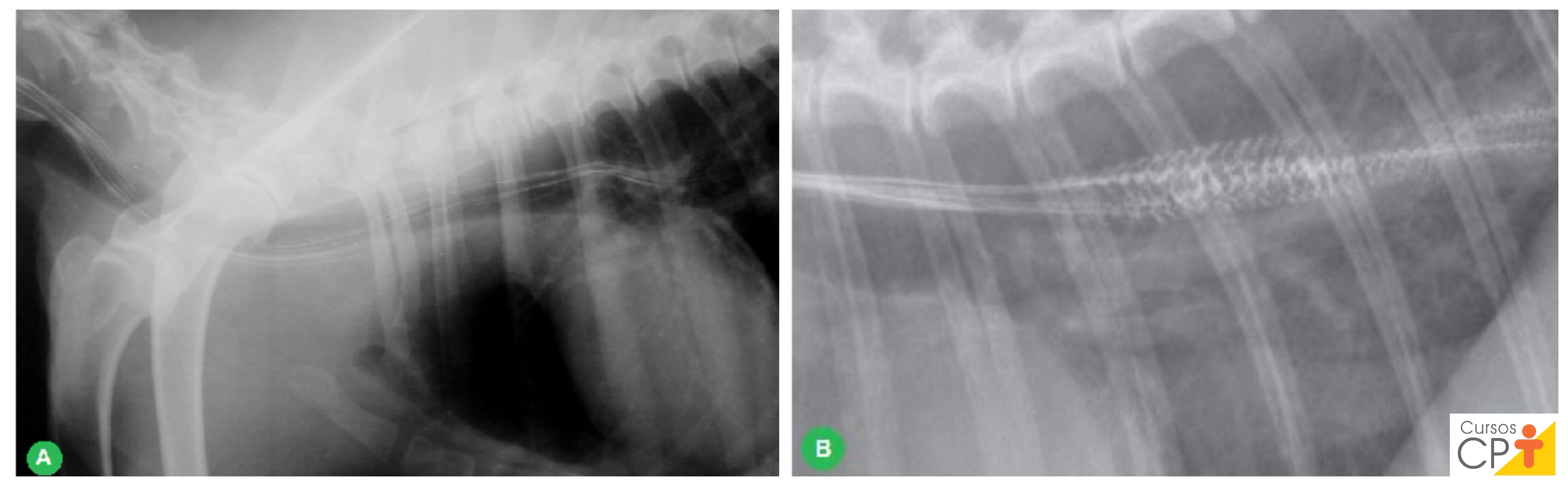 Esôfago normal de um cão (A) e de um gato (B) Artigos CPT Esôfago normal de um cão (A) e de um gato (B) Artigos CPT