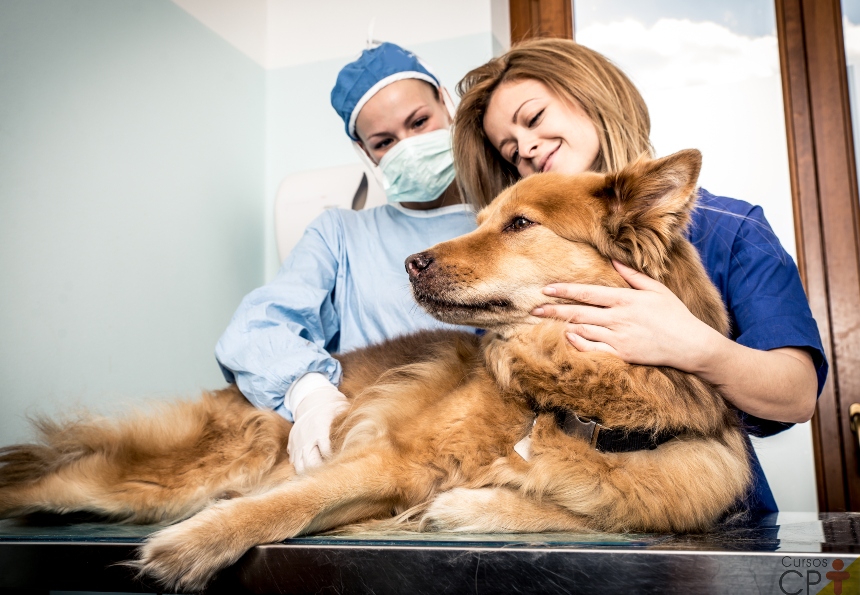 Palpação do sistema cardiovascular de cães e gatos. Como fazer? Palpação do sistema cardiovascular de cães e gatos. Como fazer?