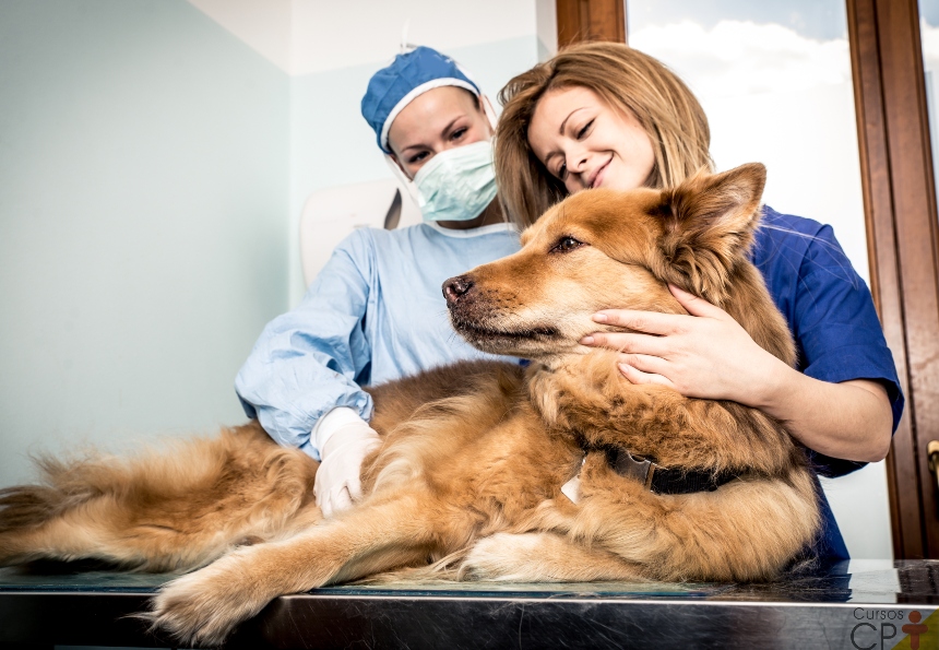 Palpação do sistema cardiovascular de cães e gatos. Como fazer?