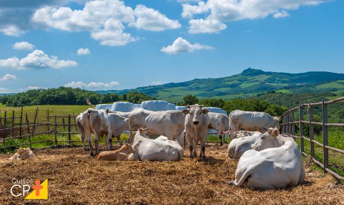 Aprenda agora sobre o gado Chianina Aprenda agora sobre o gado Chianina
