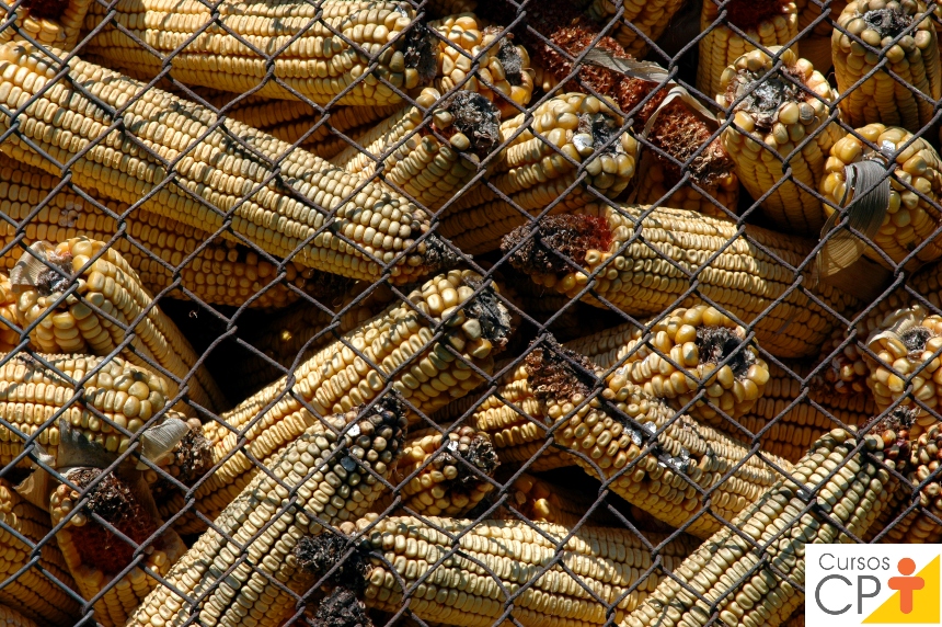 Micotoxinas na avicultura: saiba mais sobre isso Artigos CPT Micotoxinas na avicultura: saiba mais sobre isso Artigos CPT