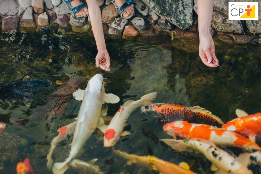 Vai criar peixes ornamentais para comércio? Aprenda a formular rações   Artigos CPT