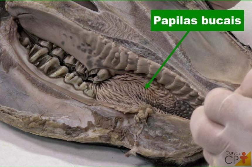 FOTO Papilas bucais de um bovino Artigos CPT Papilas bucais de um bovino Artigos CPT