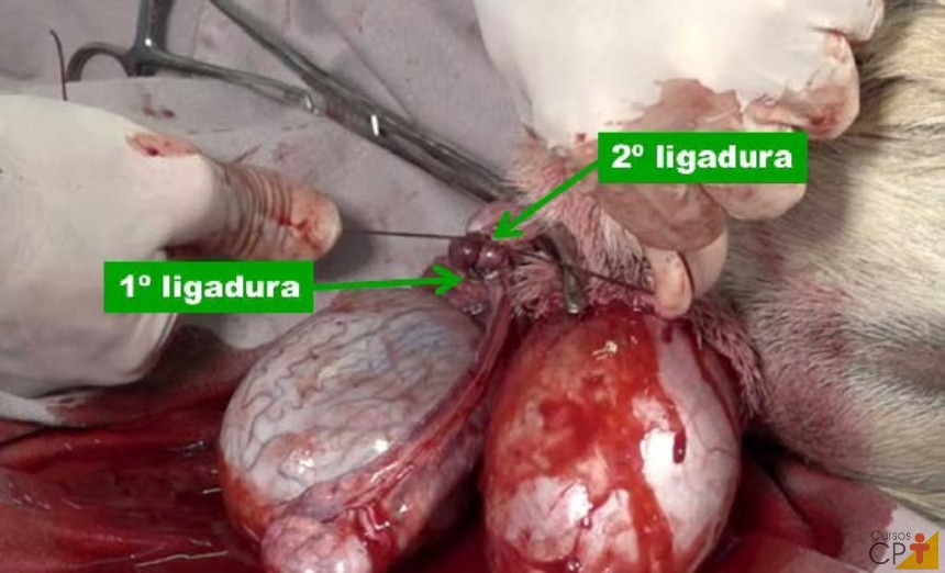 Duas ligaduras proximais feitas durante orquiectomia em carneiro   Artigos CPT