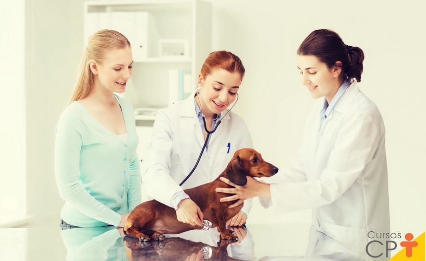 Avaliação pré-anestésica em animais: você sabe qual a importância desse procedimento? Avaliação pré-anestésica em animais: você sabe qual a importância desse procedimento?