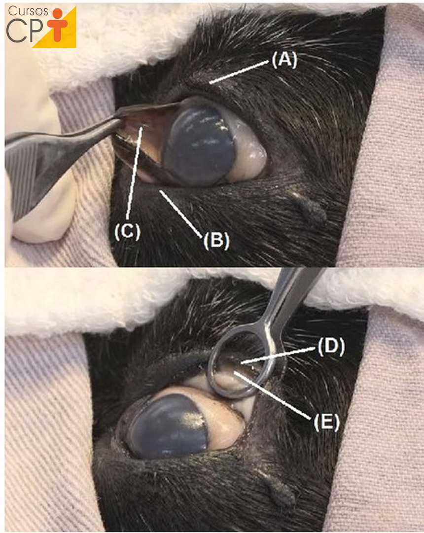 Imagem real da pálpebra de um cão e seus constituintes