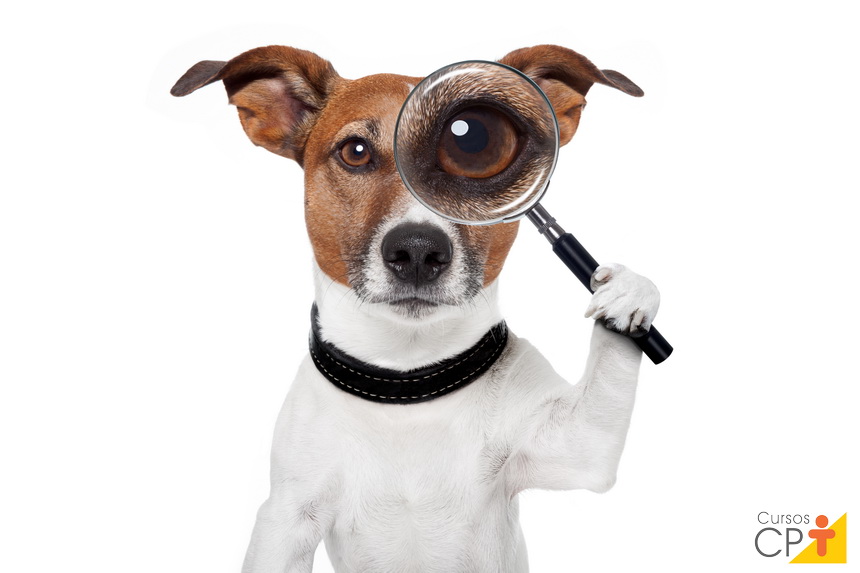 Olhos dos animais domésticos: você sabe qual a função das pálpebras? Olhos dos animais domésticos: você sabe qual a função das pálpebras?