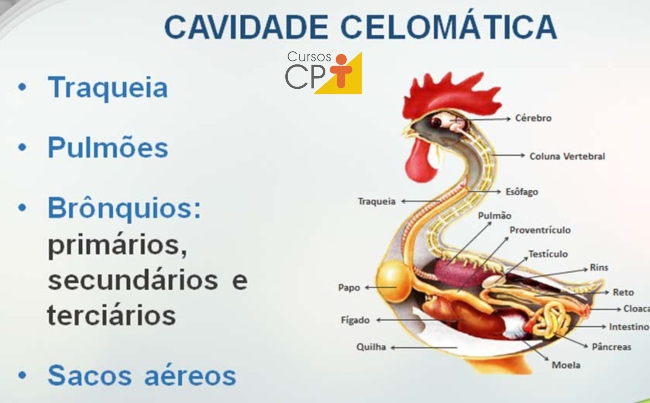 Foto: Cavidade celomática Artigos CPT Cavidade celomática Artigos CPT