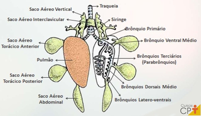 Representação do pulmão com os sacos aéreos e os brônquios Artigos CPT Representação do pulmão com os sacos aéreos e os brônquios Artigos CPT