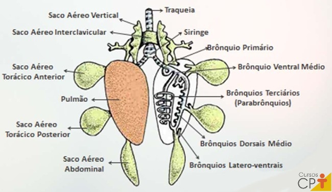 Representação do pulmão com os sacos aéreos e os brônquios    Artigos CPT
