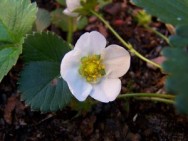 O plantio deve ocorrer entre os meses de fevereiro e maio, porque é durante esse período que a planta tem seu florescimento estimulado.