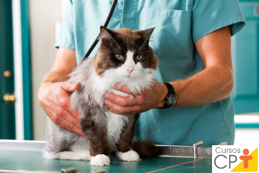 Sistema renal dos animais domésticos: quais são seus componentes? Artigos CPT Sistema renal dos animais domésticos: quais são seus componentes? Artigos CPT