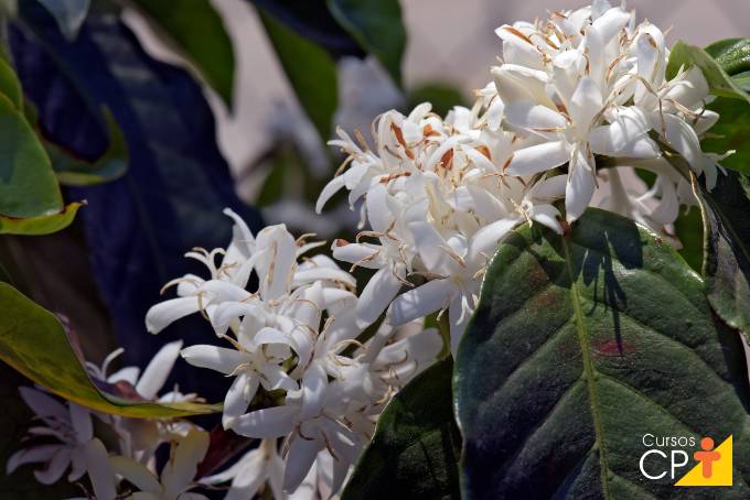 Como é realizada a irrigação inteligente na pré-florada do cafeeiro?