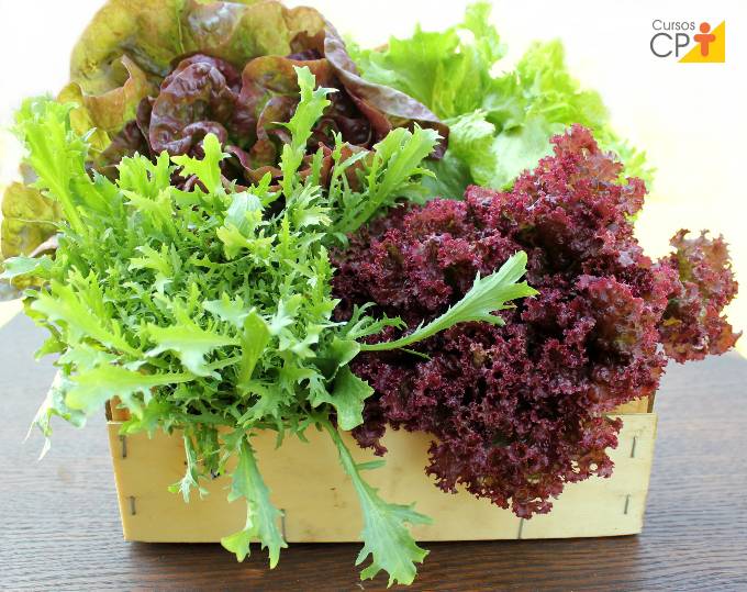 Orientações importantes para plantar alface Orientações importantes para plantar alface