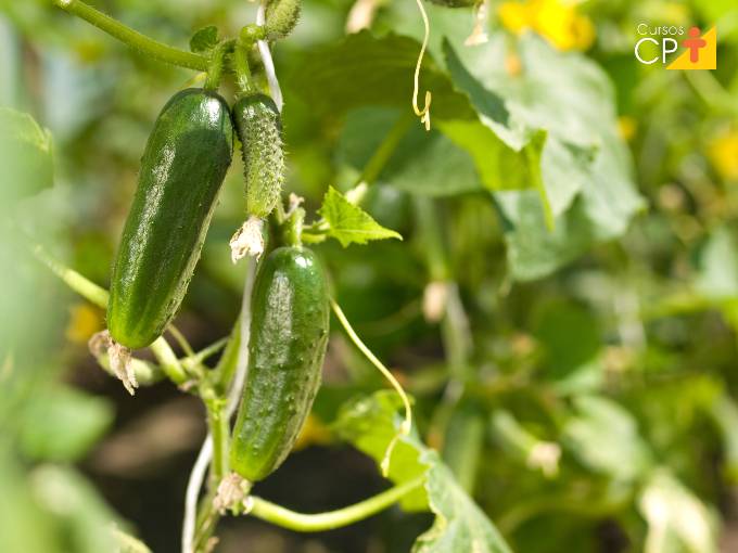 Dicas de especialista para plantar pepino Dicas de especialista para plantar pepino