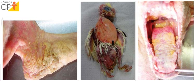 Infecções por Candida em Animais Artigos CPT Infecções por Candida em Animais Artigos CPT