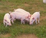 No sistema orgânico os suínos são criados livres em todo o ciclo de vida, à base de uma alimentação de procedência orgânica.