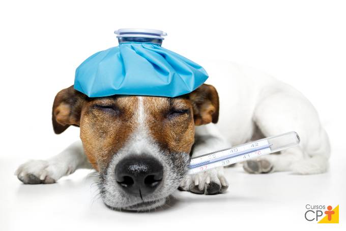 Tudo o que você precisa saber sobre parvovirose canina Tudo o que você precisa saber sobre parvovirose canina