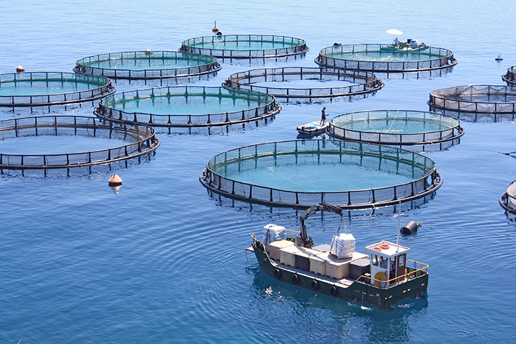 Como garantir a rentabilidade na aquicultura? | Criação de Peixes
