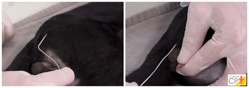 Curvatura anatômica da uretra do felino (A) e posição correta de colocação da sonda (B) Curvatura anatômica da uretra do felino (A) e posição correta de colocação da sonda (B)