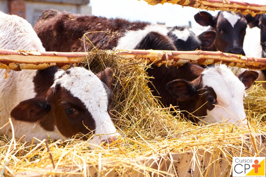 Epidemiologia Veterinária e o manejo de bezerros. Qual a relação?   Artigos CPT