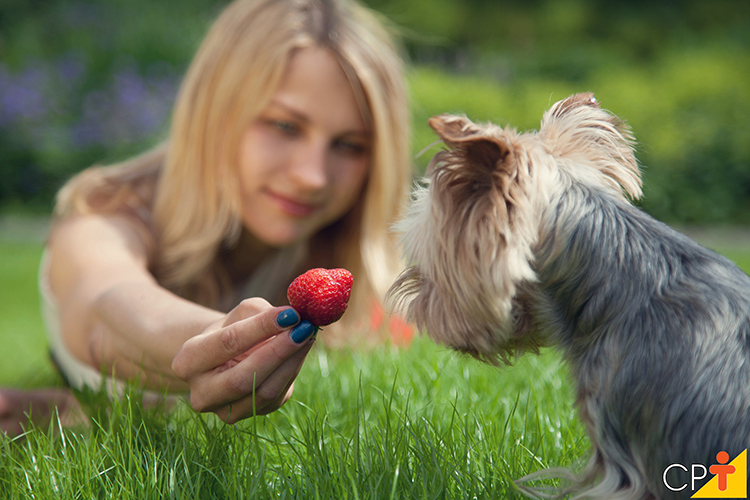Cão comendo fruta - imagem ilustrativa Cão comendo fruta - imagem ilustrativa