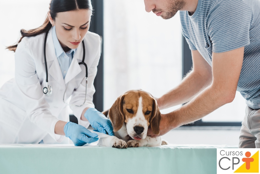 Meu cão fez quimioterpia. Isso faz mal pra mim? O que fazer? Artigos CPT Meu cão fez quimioterpia. Isso faz mal pra mim? O que fazer? Artigos CPT