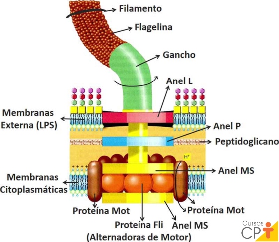 Ilustração de estruturas presentes no flagelo de uma bactéria Gram-negativa contendo 4 anéis: Anel L, Anel P e dois Anéis MS