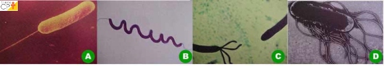 Morfologias de flagelo: (A) monotríquio, (B) anfitríquio, (C) lofotríquio e (D) peritríquio Artigos CPT Morfologias de flagelo: (A) monotríquio, (B) anfitríquio, (C) lofotríquio e (D) peritríquio Artigos CPT