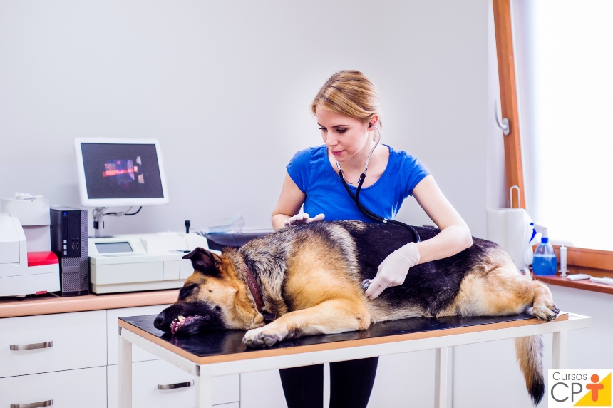 Insuficiência cardíaca congestiva em cães e gatos. O que saber? Artigos CPT Insuficiência cardíaca congestiva em cães e gatos. O que saber? Artigos CPT