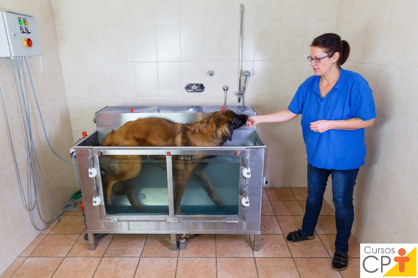 Sinais clínicos da cardiopatia em cães e gatos. Descubra!   Artigos CPT