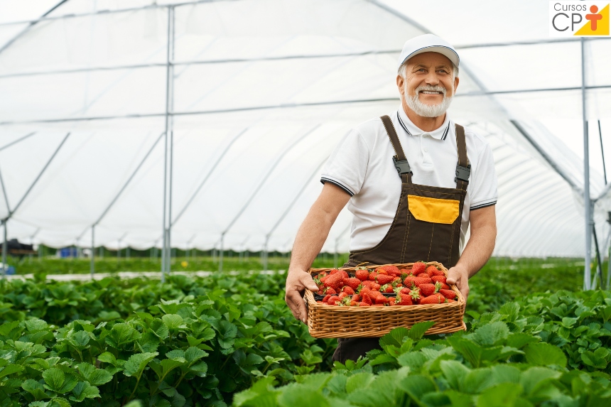 Vai plantar morango? Dica: atenção especial à temperatura   Dicas CPT