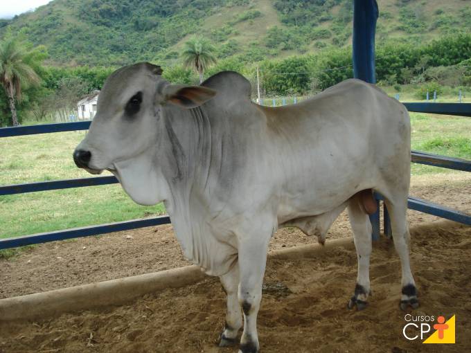 Tudo o que você precisa saber sobre exame andrológico do touro Tudo o que você precisa saber sobre exame andrológico do touro