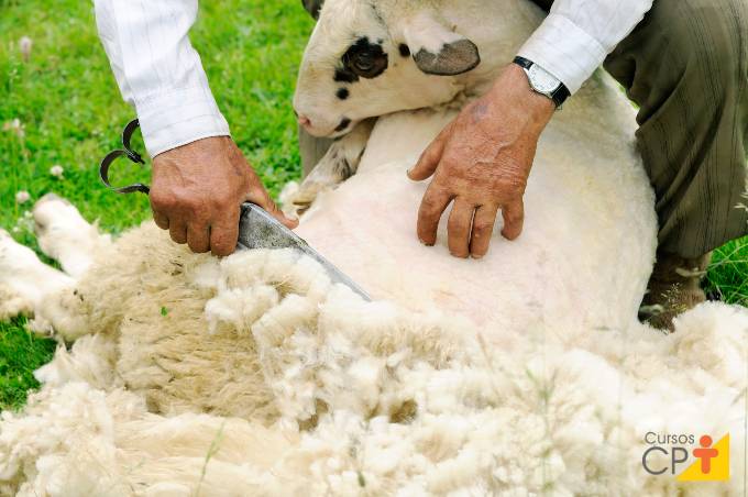 Dicas essenciais de tosquia em ovelhas