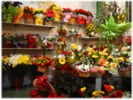 Diante do potencial de mercado de flores, abrir uma floricultura pode representar um excelente investimento. Diante do potencial de mercado de flores, abrir uma floricultura pode representar um excelente investimento.