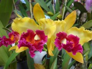 O cultivo de orquídeas trata-se de uma atividade rentável, propícia para pequenas áreas, que utiliza um sistema simples e pouco investimento. O cultivo de orquídeas trata-se de uma atividade rentável, propícia para pequenas áreas, que utiliza um sistema simples e pouco investimento.