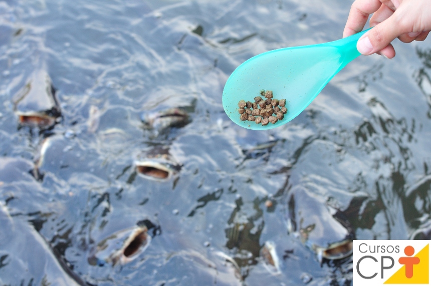 Nutrição e alimentação de peixes | Criação de Peixes