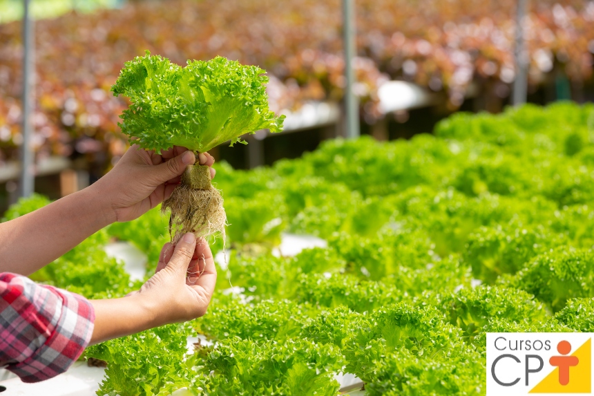 Quer investir na produção de hortaliças, frutas e outros cultivos, mas o solo da sua propriedade está pobre? Conheça a atividade da hidroponia. 