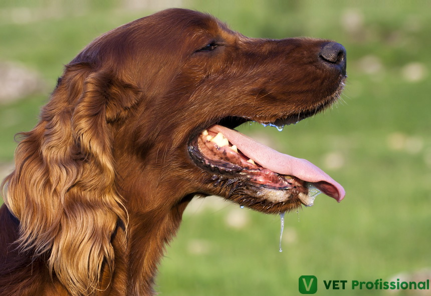 Mecanismos de respiração de animais domésticos: Você sabe o que é ...